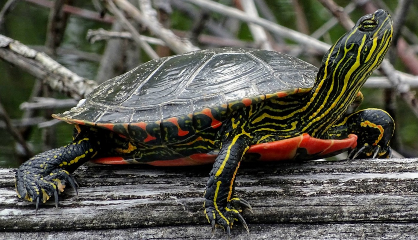 Further examination with an X-ray revealed that the western painted turtle was concealing a joyous secret.