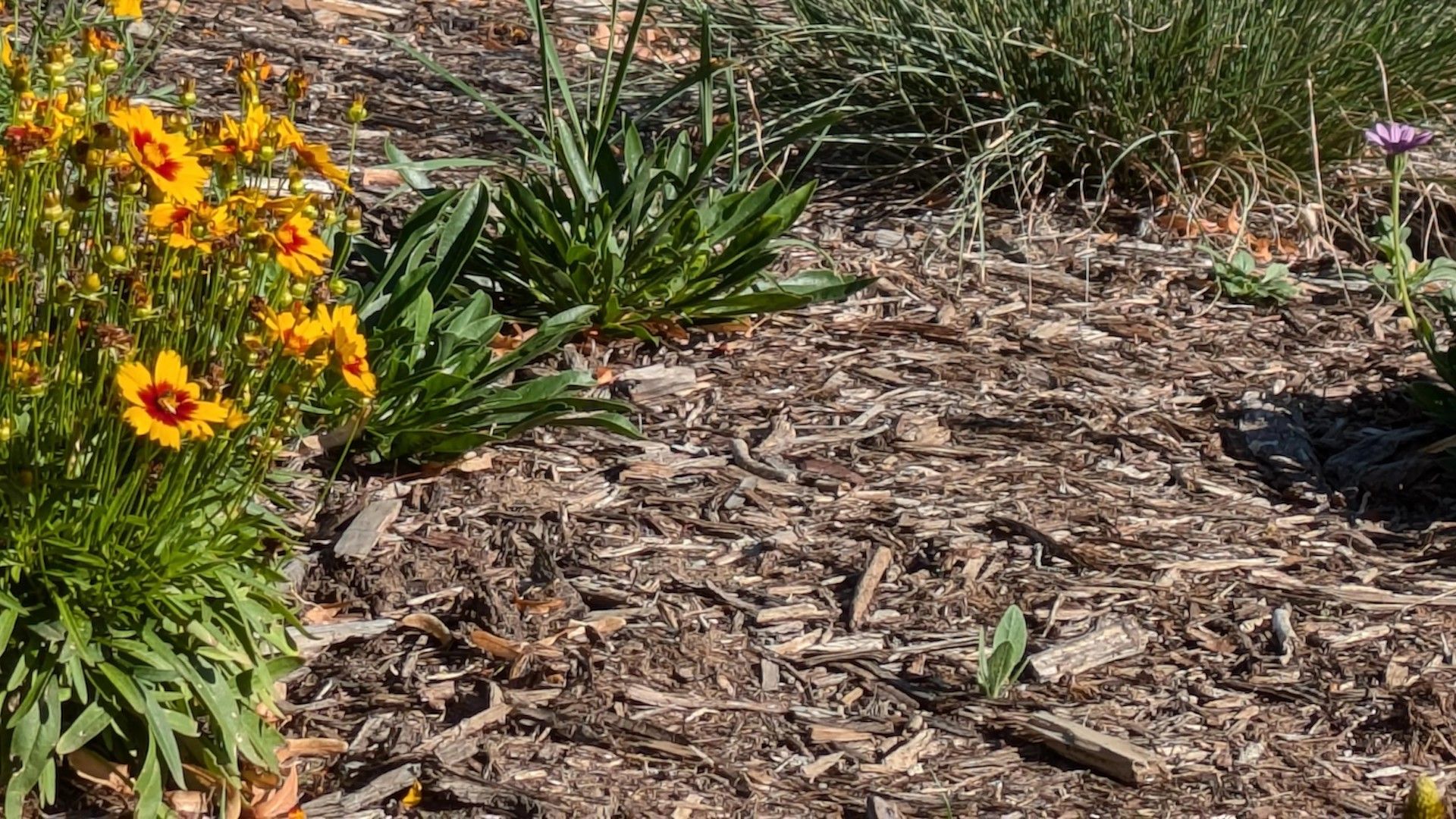 "The grasses in my garden are nice and tall so he probably feels safe in my garden!"