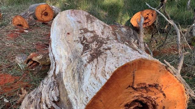 "It's going to take 70 to 100 years even to bring that back for the bird that's lost their home."