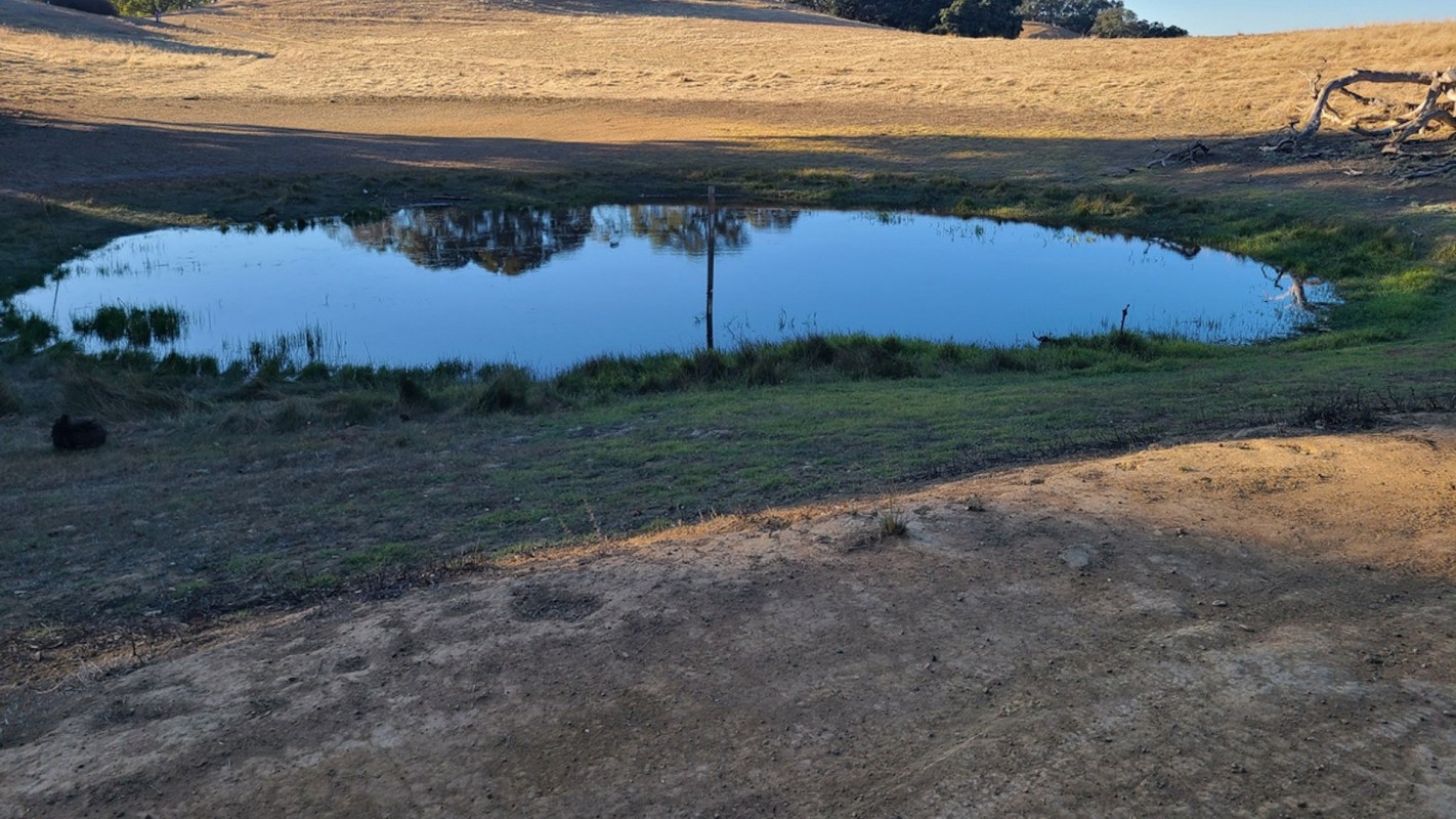 "The deteriorating pasture conditions are pushing livestock growers to consider supplemental nutrition."