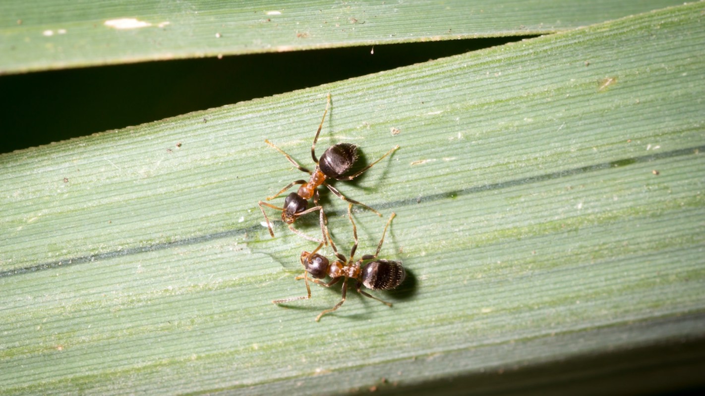 "It’s not like just a crazy ant running around Manhattan."