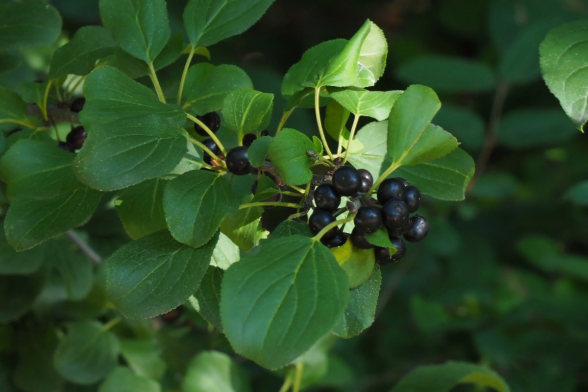 The plan is good news for Billings homeowners, as they can now get their invasive buckthorn weeds removed for free and even get reimbursed up to $100 for replacement shrubs.