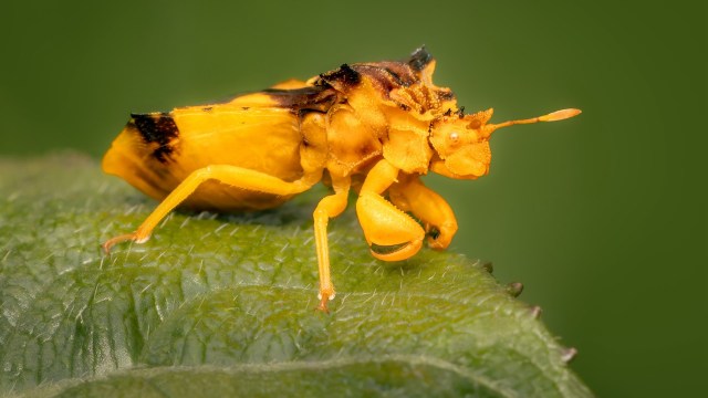 The researchers in this insect study posed several questions to further investigate and learn more about the connection between temperature shifts and insect behavior.