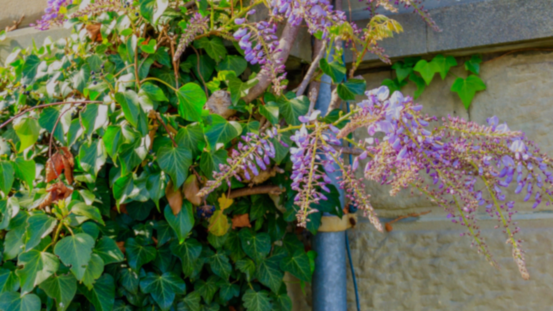 These aggressive plants often choke out native species, which are essential for local wildlife and pollinators like bees and butterflies.