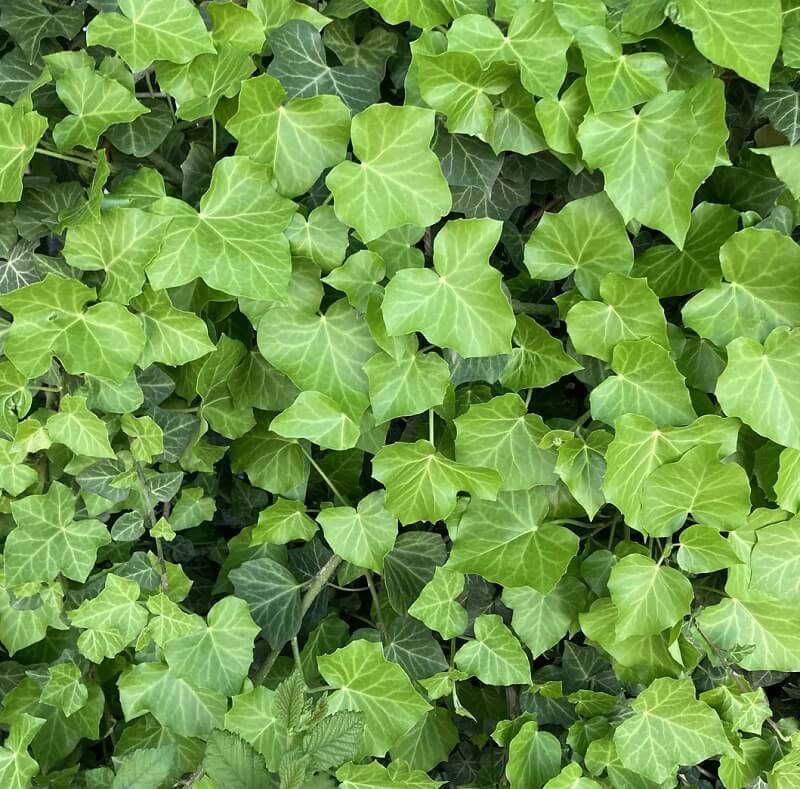 "English ivy is ridiculously invasive and actively destroys native ecosystems it grows in."