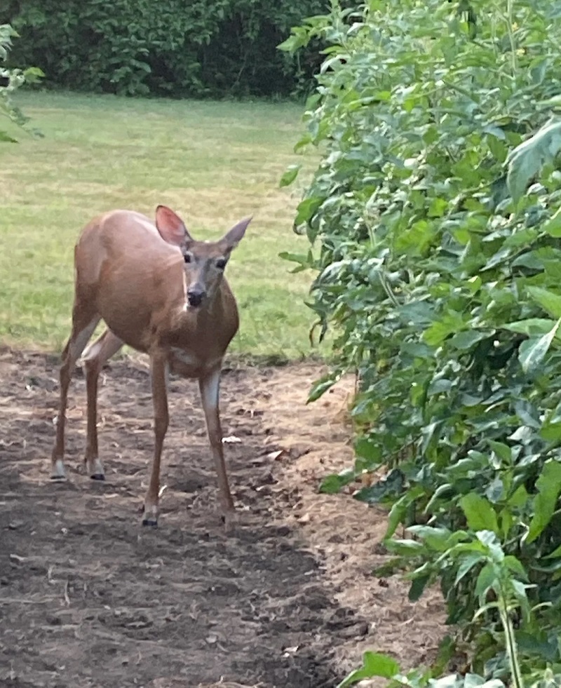 There are lots of effective and natural ways of keeping deer away from your garden — fabric softener is not one of them.