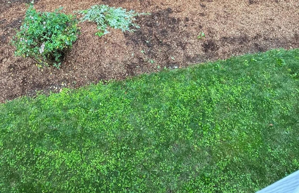 Not only is landscaping fabric largely ineffective, but it's actually harmful to the long-term health of your soil.