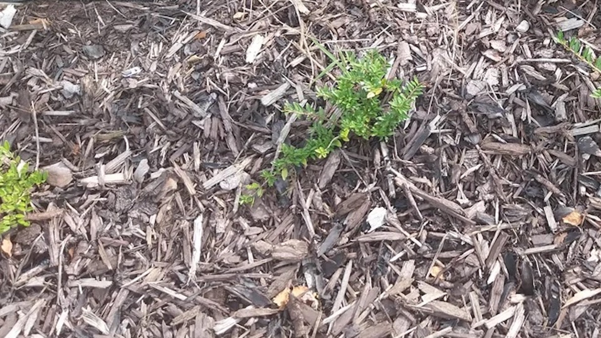 "It's like trying to roll up sod, except it's just weeds and plastic waste."