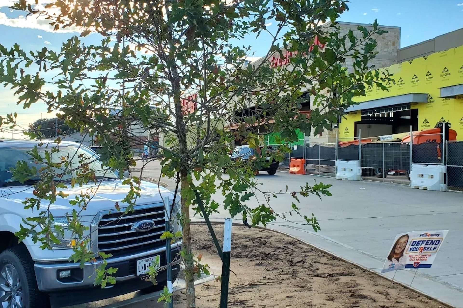 "What are the odds this tree will live a long healthy life in this in a concrete parking lot?"