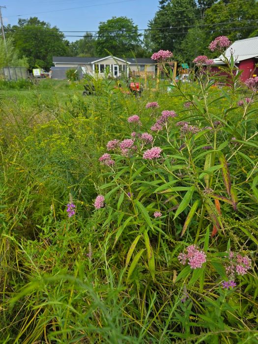 "I'm sure the pollinators love it there."