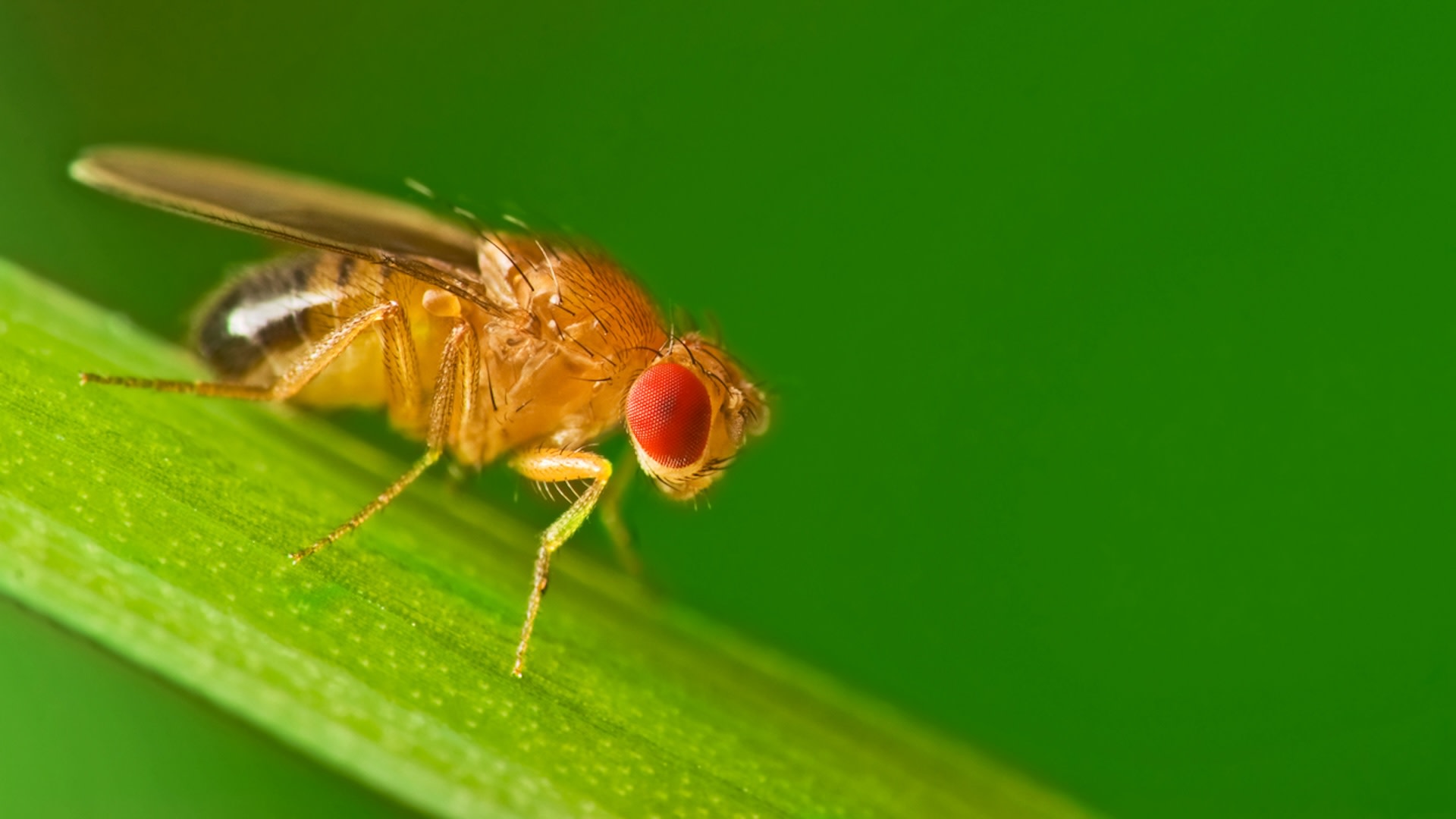 One of the research team leads believes that the fruit fly analysis underscores how crucial it is for the world to actively address the growing problem of microplastic pollution.