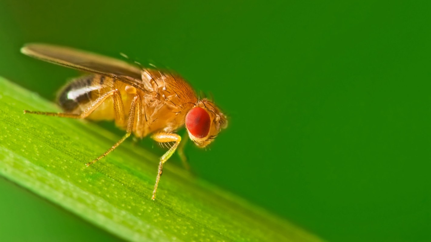 One of the research team leads believes that the fruit fly analysis underscores how crucial it is for the world to actively address the growing problem of microplastic pollution.