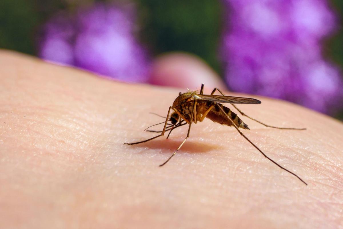 If a public health emergency is declared, it will mark the first time such a designation has been made for mosquito-borne illnesses in the state.