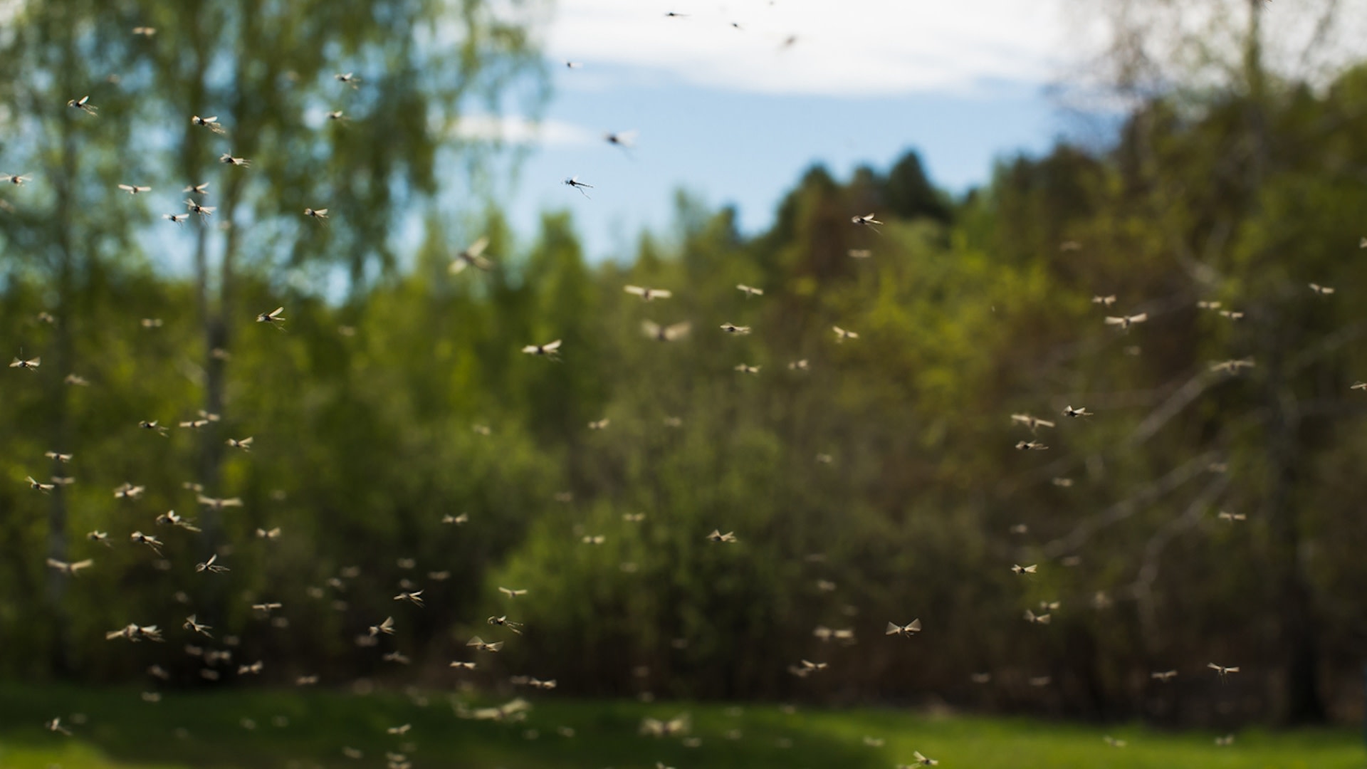 "We are likely to see more mosquito-borne disease just because that season is longer."