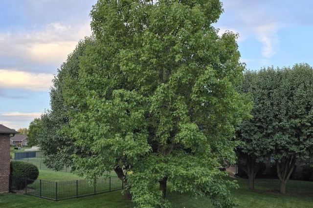 "Just moved into a new home and noticed the grass appears to be dying in a perfect circle under this one tree."