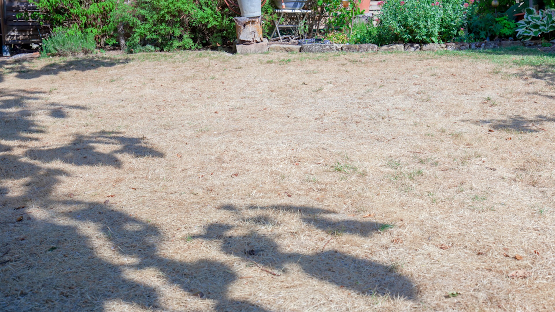 This homeowner, held back from pursuing a wildflower lawn, isn't the first to deal with an HOA's strict lawn regulations.