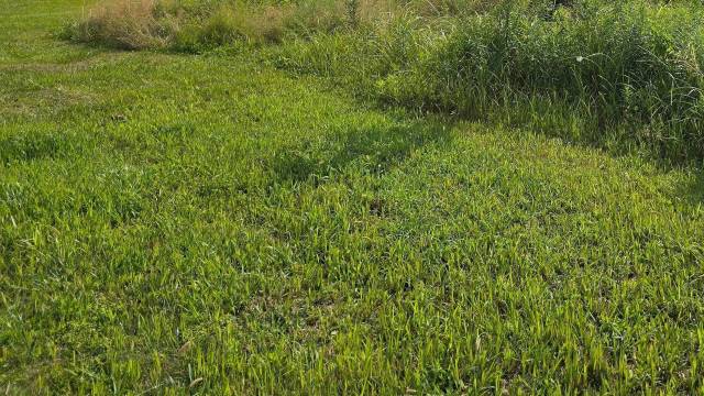 "I'm sure the pollinators love it there."