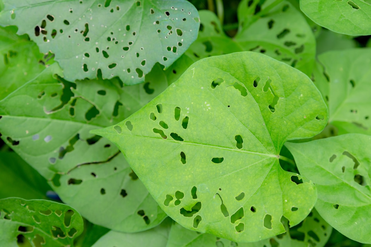 If you've ever gardened, you know the emotional roller coaster of seeing your beautiful flowers or delicious veggies sprouting — only to be spoiled by hungry bugs.