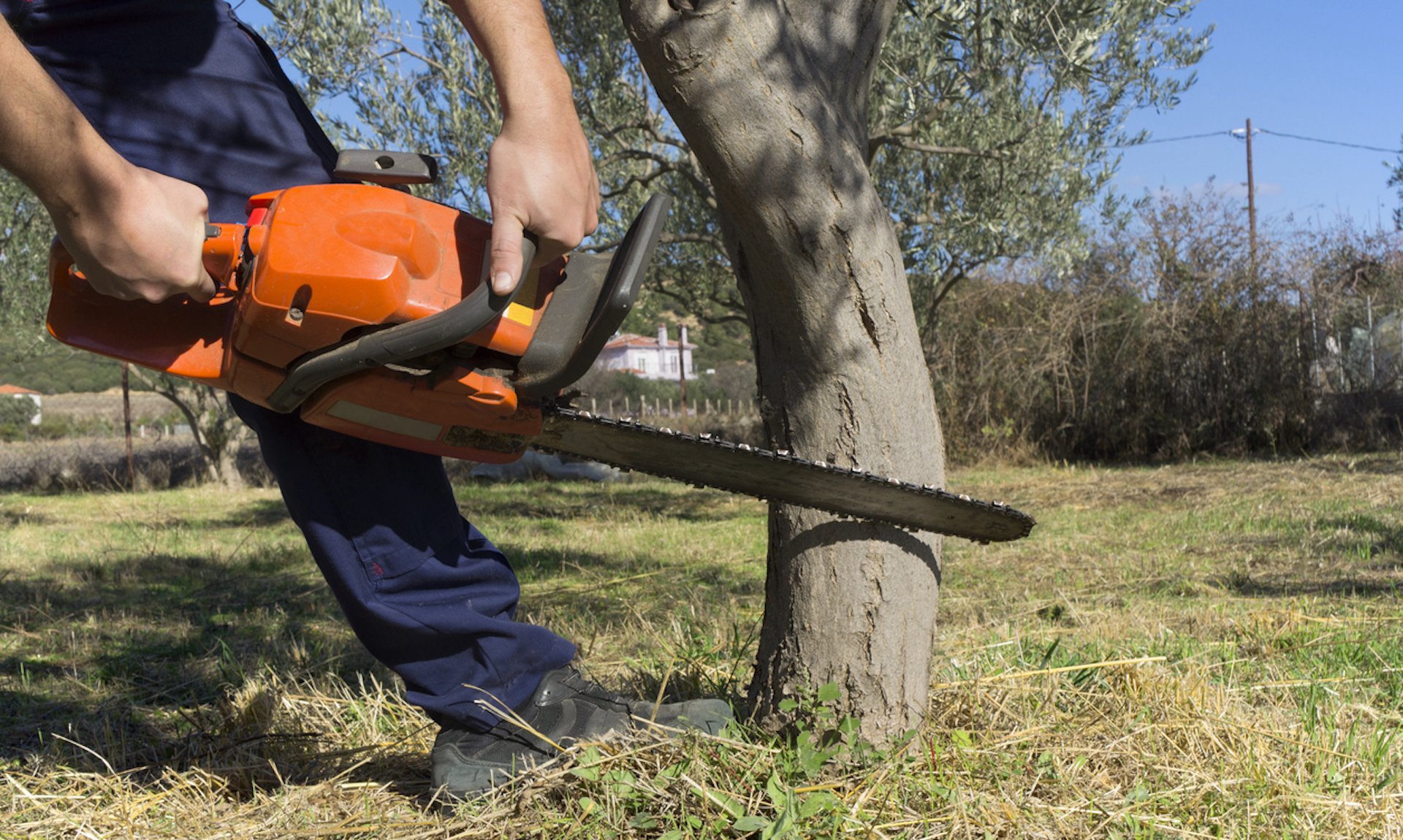 As some homeowners try to maintain and grow their yards and gardens, they face spiteful neighbors constantly getting in the way.