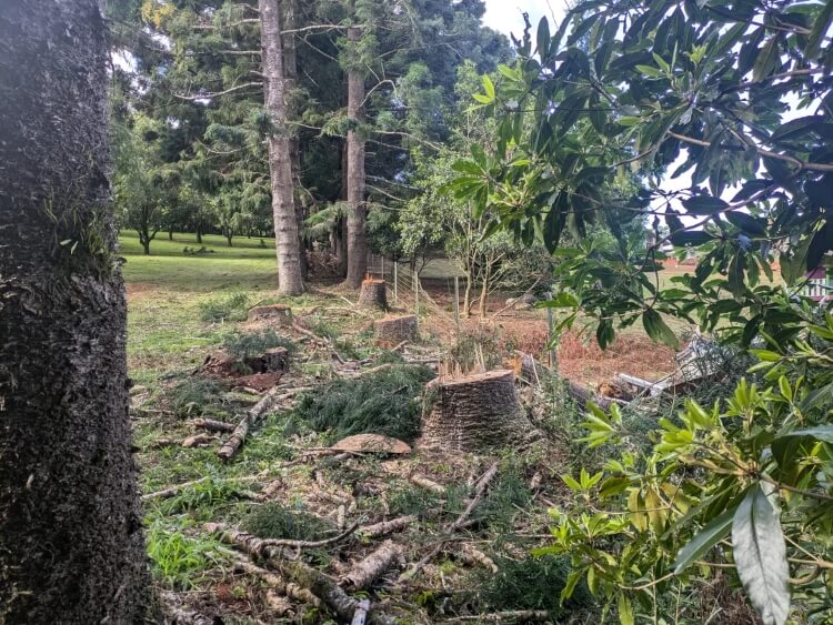 "An arborist did come out and inspect the dying trees and did say the retaining wall is likely the cause."