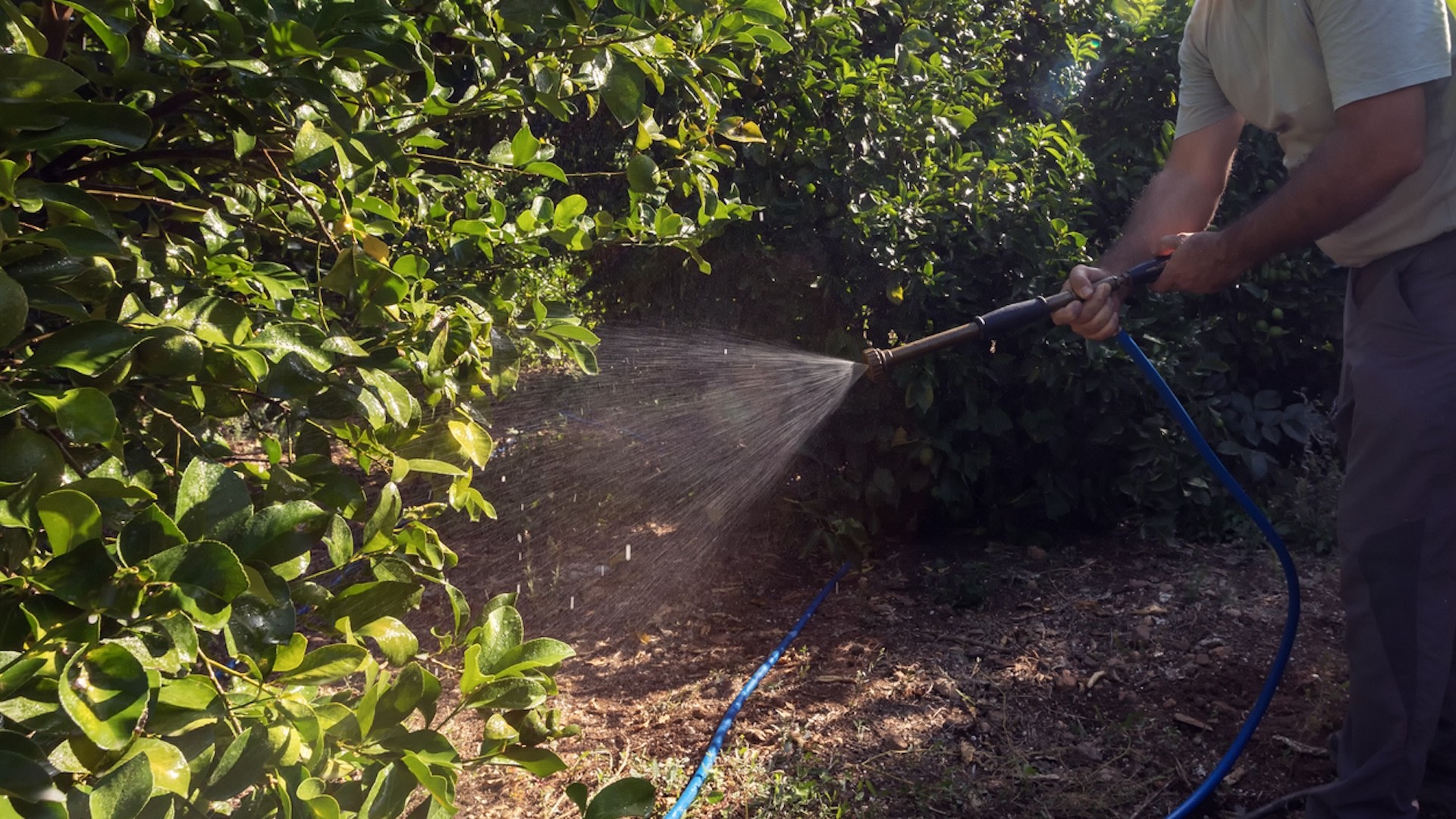 "I've spent so much time, energy and money on my plants and have never used any kind of chemicals on them."