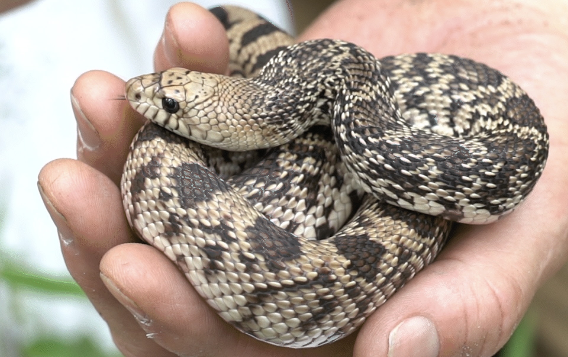 The exciting news is a major breakthrough in reptile conservation and is a culmination of five years worth of research.