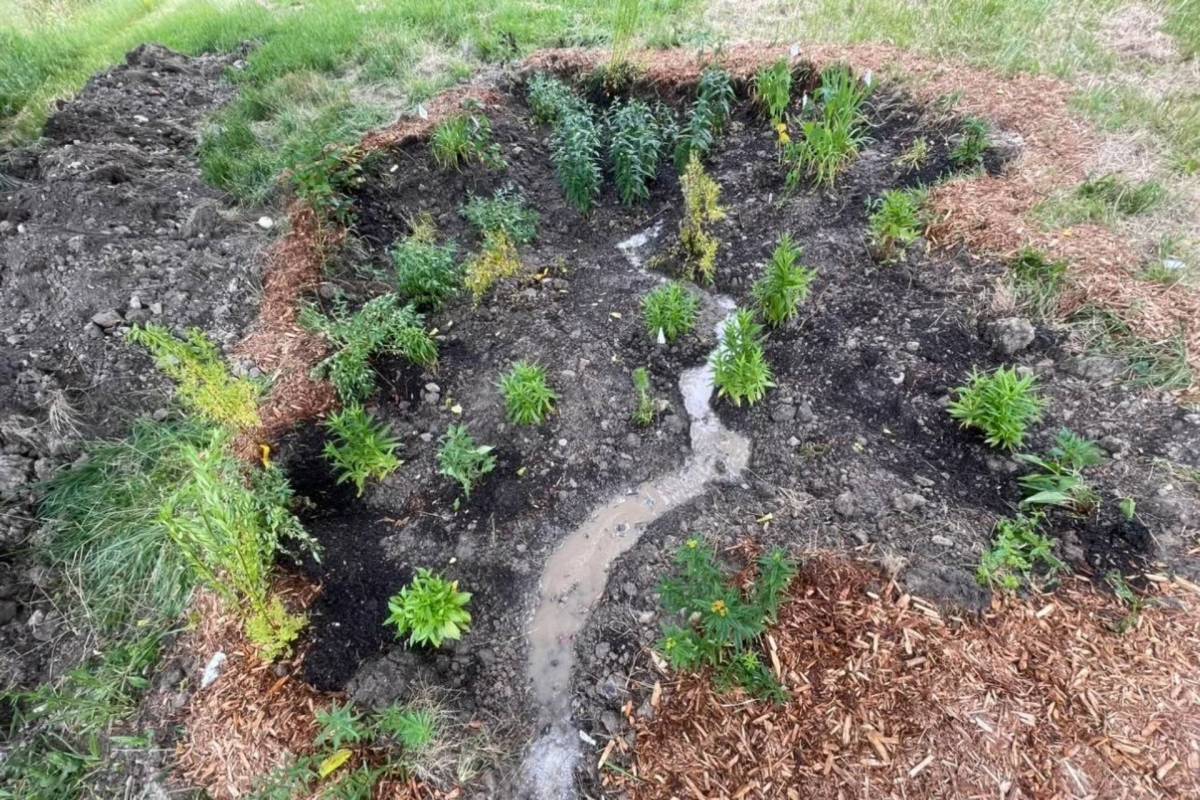 A rain garden is a wonderful addition to any yard, especially in areas that experience heavy rainfall.