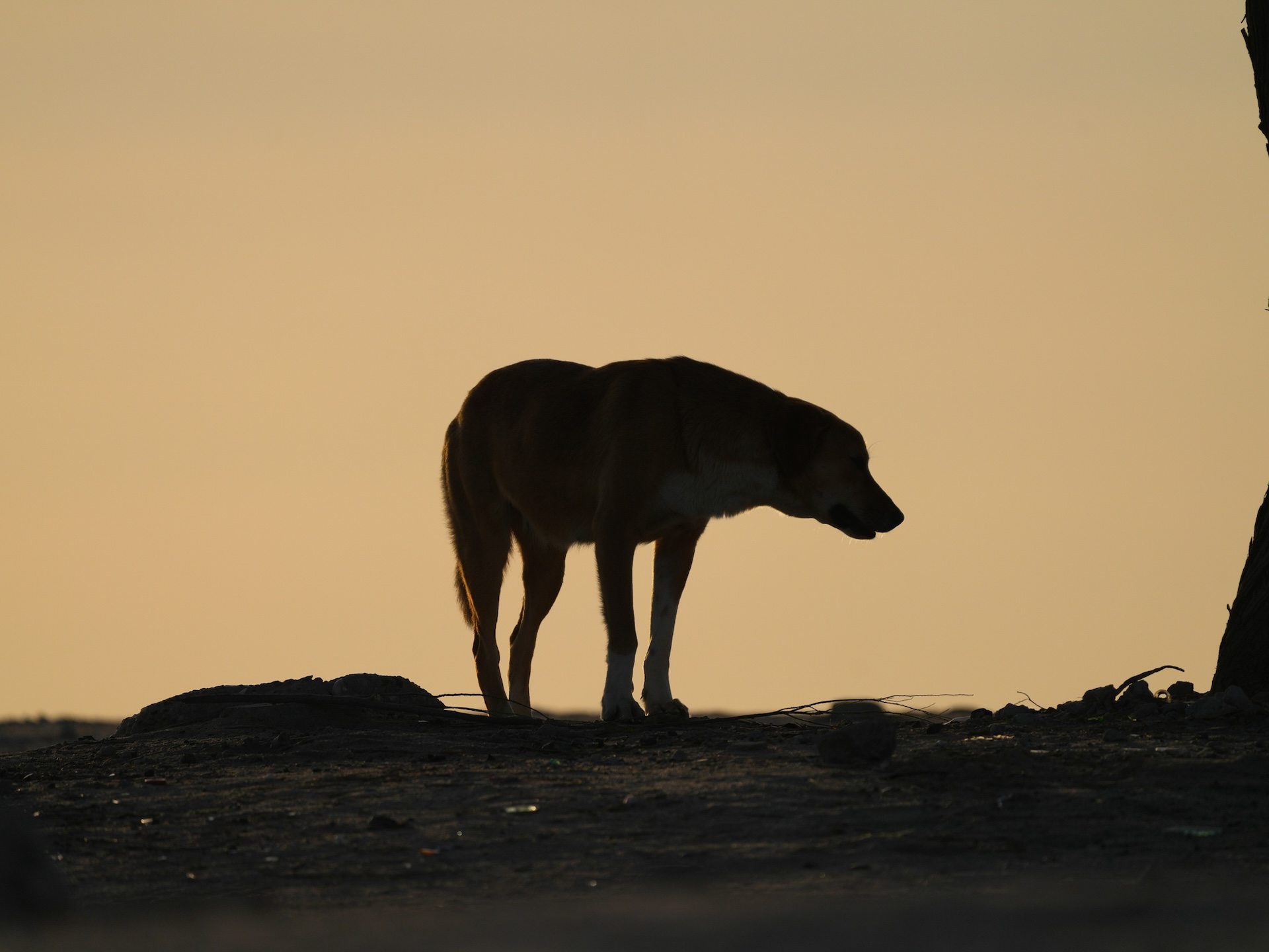 Now, with summers growing hotter, more and more unhoused animals are suffering, with the communities struggling to find shelters for pups.