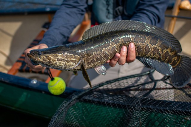 "They say if you don’t like fish, you’ll like snakeheads."