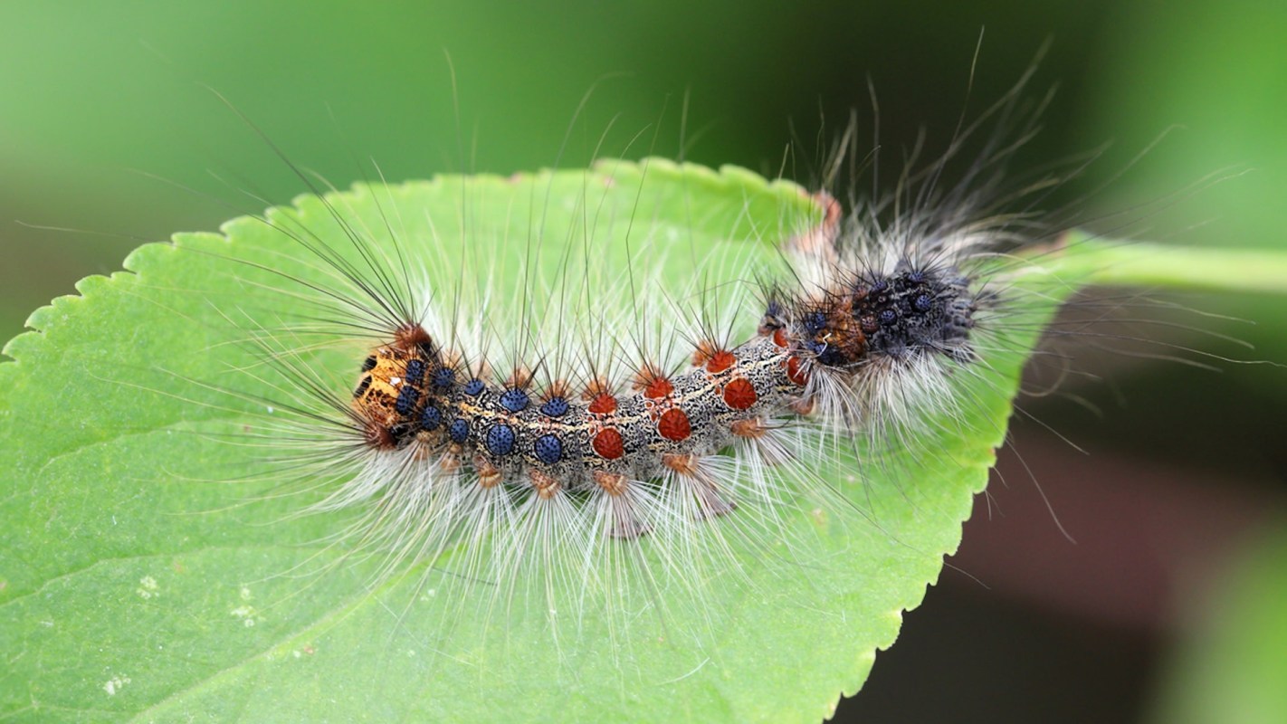 The spongy moth caterpillar is a known "hitchhiker," with people unknowingly spreading the egg masses when they move items located outdoors.