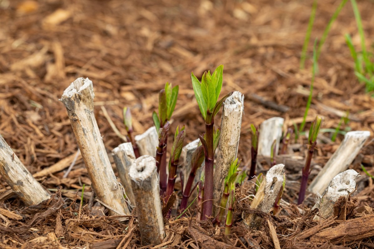 Even if you're a newbie at growing a wild yard and making a few mistakes as you learn, you'll still be supporting native pollinators and keeping your yard free from water waste and toxic pesticides and herbicides.