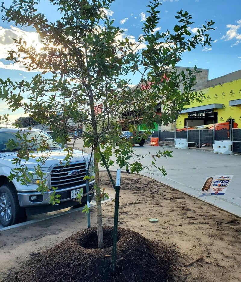 "What are the odds this tree will live a long healthy life in this in a concrete parking lot?"