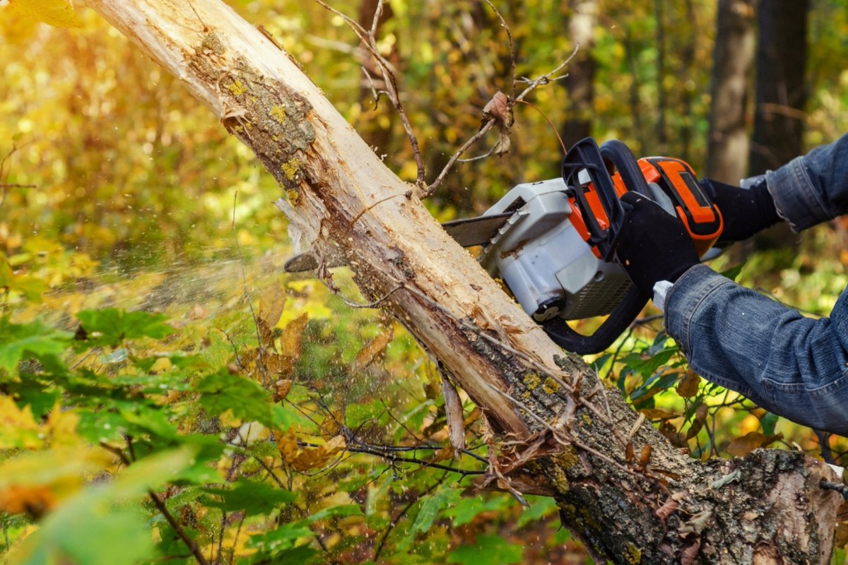 "They'd let themselves into our garden with a saw and a ladder to try and cut it down."