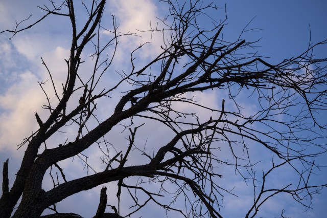 "People noticed that there were swaths of trees that had died."