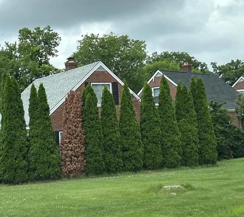 "Just replace it, it's a plant in stock in 99% of nurseries at any time."