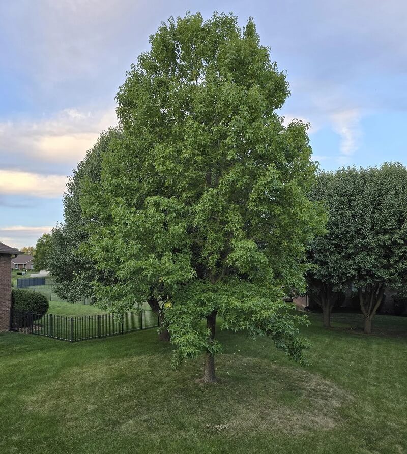 "Just moved into a new home and noticed the grass appears to be dying in a perfect circle under this one tree."