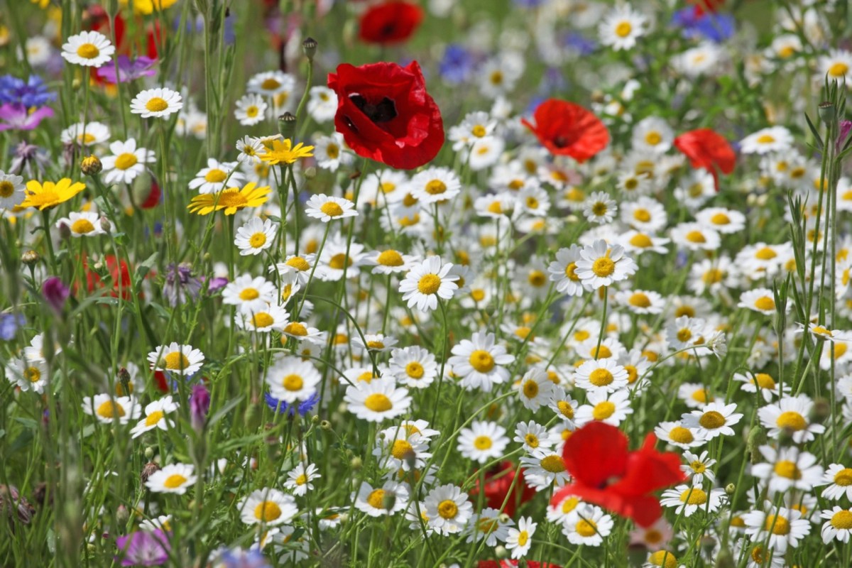 "Any grass that's so aggressive it chokes out the wildflowers you want will need to be killed."