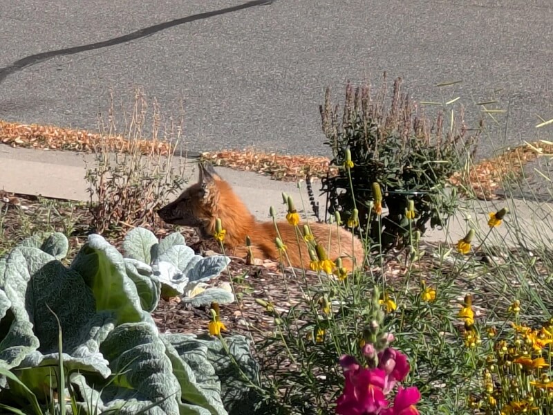 "The grasses in my garden are nice and tall so he probably feels safe in my garden!"