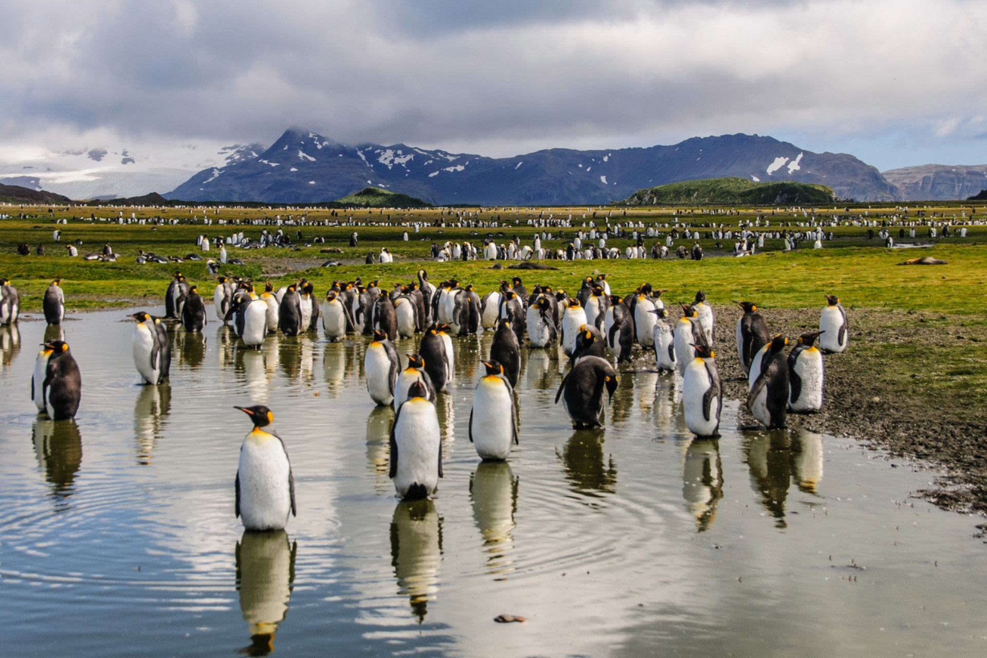 The researchers used satellite data that shows how much green coverage exists in Antarctica.