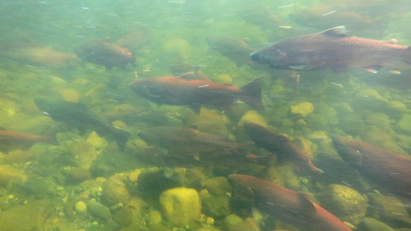 Wild Atlantic salmon help support communities in the North Atlantic both as a source of food and an economic driver.