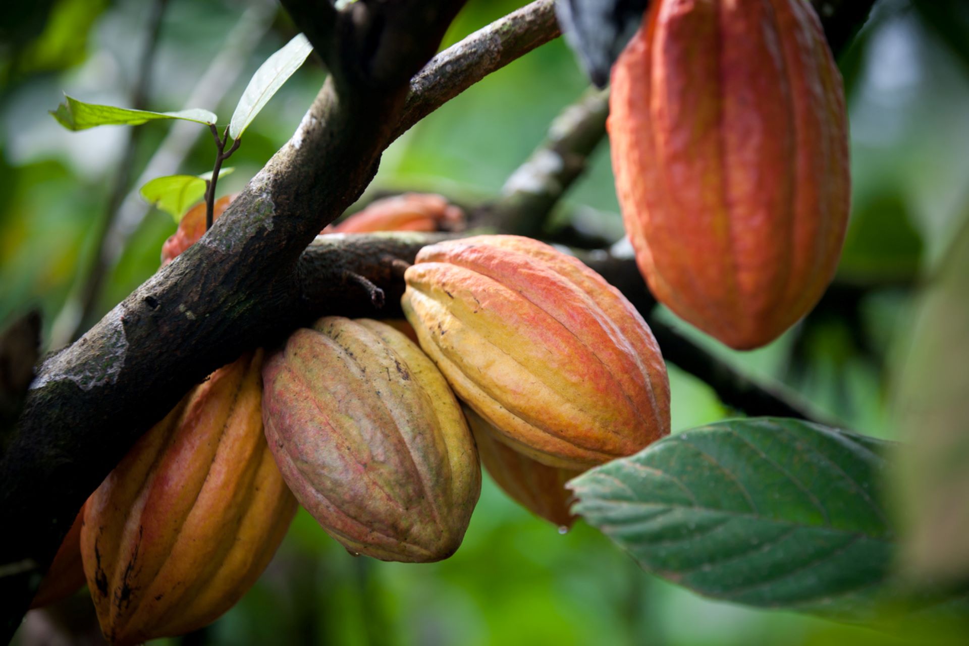 Ghana and Ivory Coast produce more than half of the world's cocoa while increasingly facing extreme storms that cause fungal tree infections and rotting cocoa fruits.