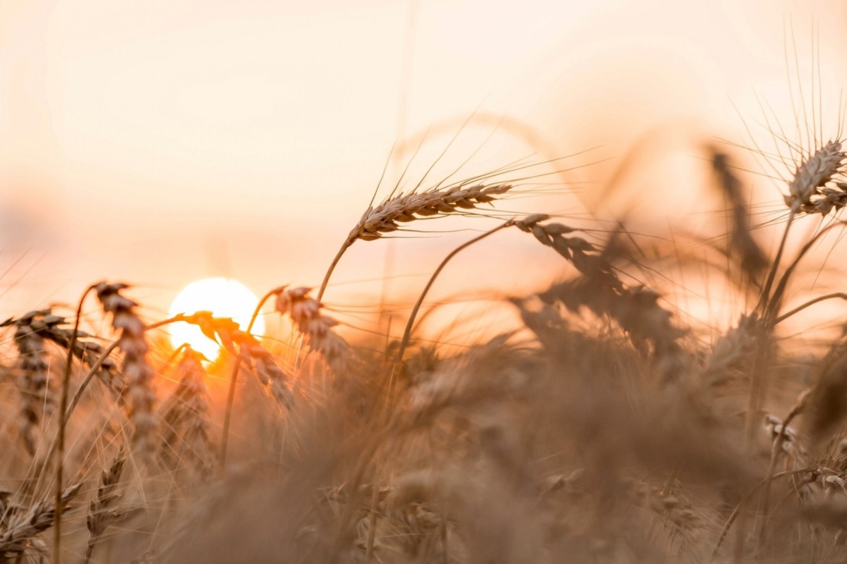 "Wherever wheat is grown in the world, drought takes its toll on yields and quality."