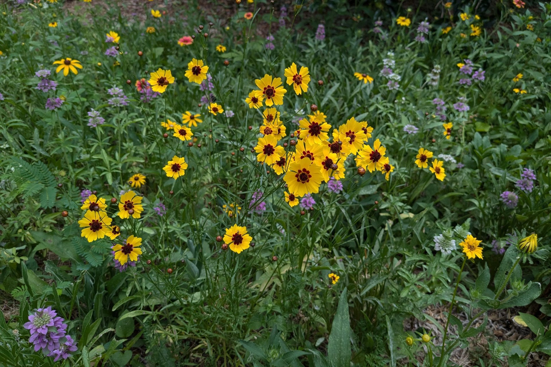 "It's like the prairie project exploded in color overnight!"