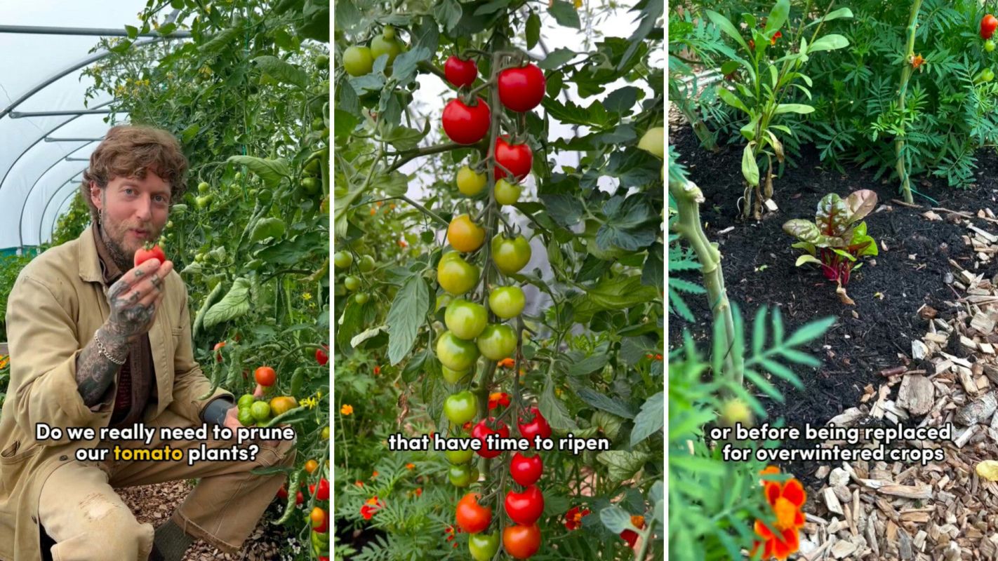 Expert gardener shares results of tomato pruning experiment for maximum harvest: 'I always wondered about this'