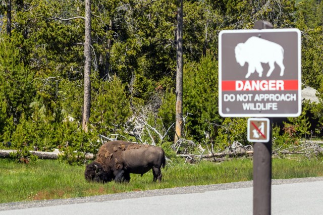 "I think the park system should ban people who are caught getting too close to wildlife."