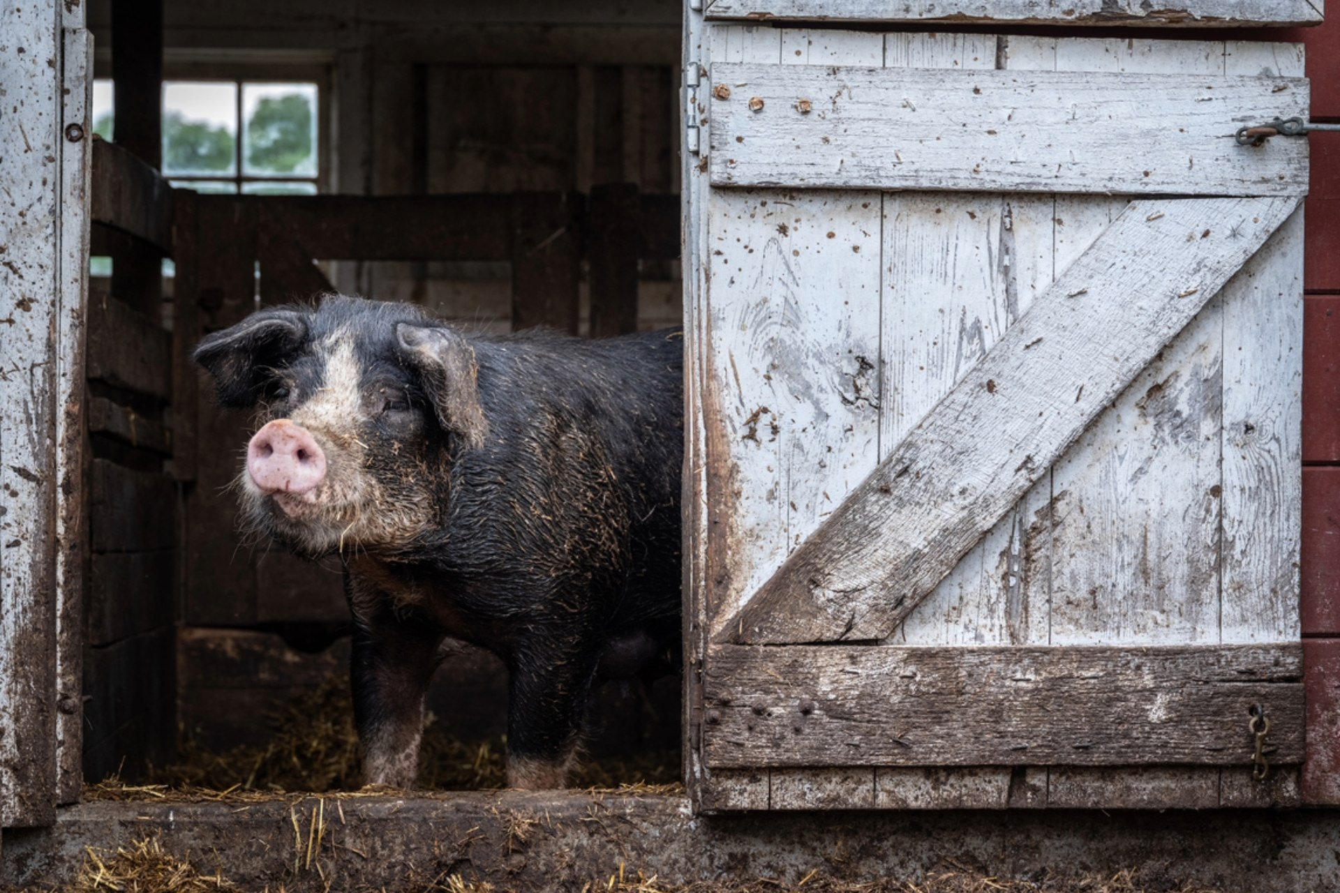 Farm waste frequently ends up in wastewater ponds that can overflow and cause contamination in nearby waterways.