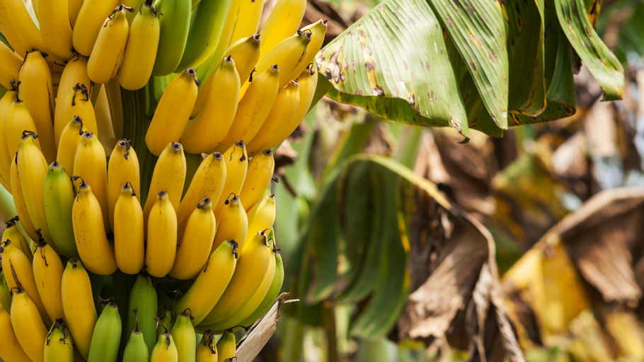 Farmers discovered a sweet solution to give them economic security.