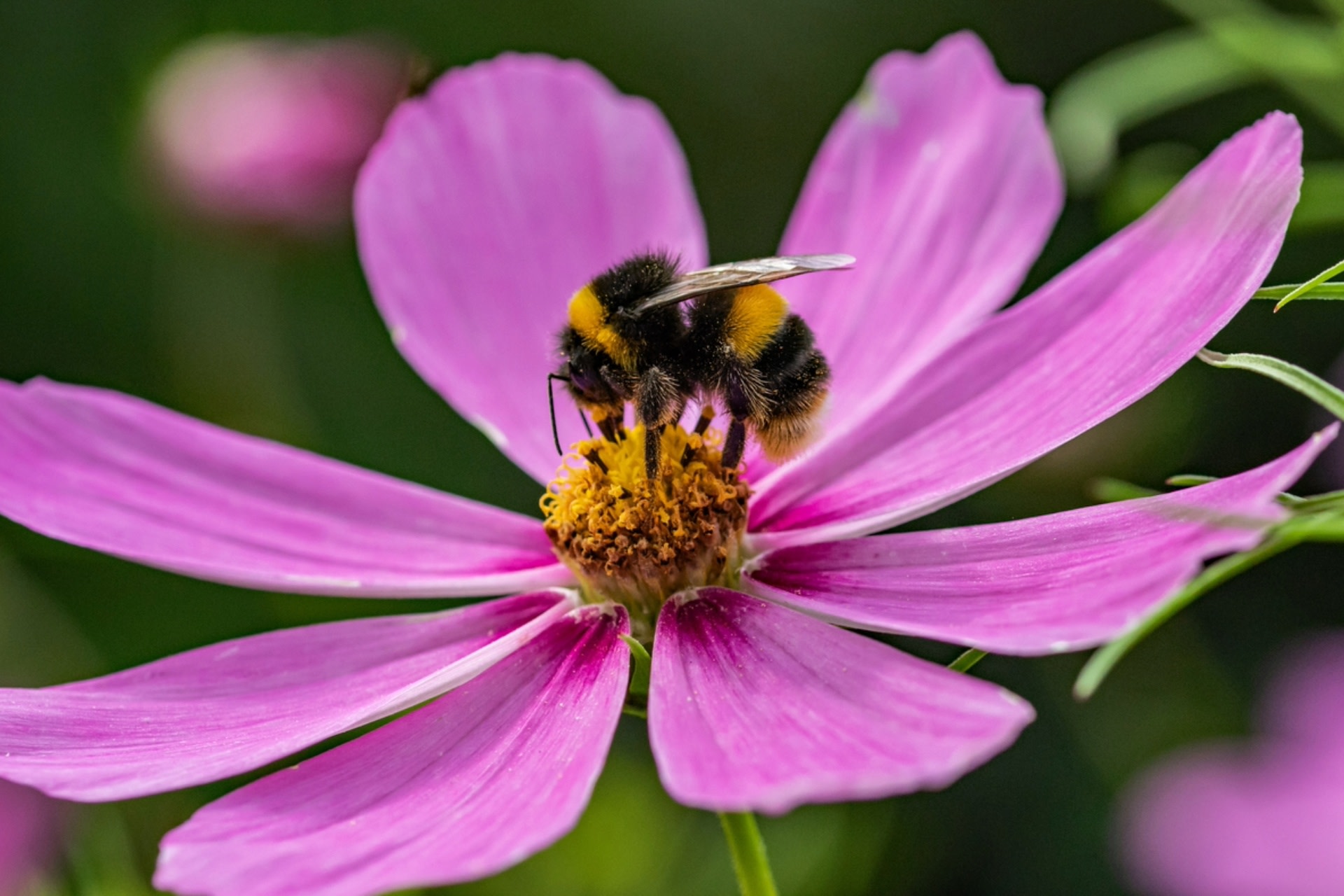 "Bees are crucial for crop pollination and agriculture and food security, so it's important for people to take bee health seriously."