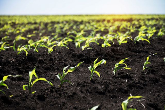 The industrial agriculture sector grapples with an inundation of plastic that has spawned the nickname "plasticulture."