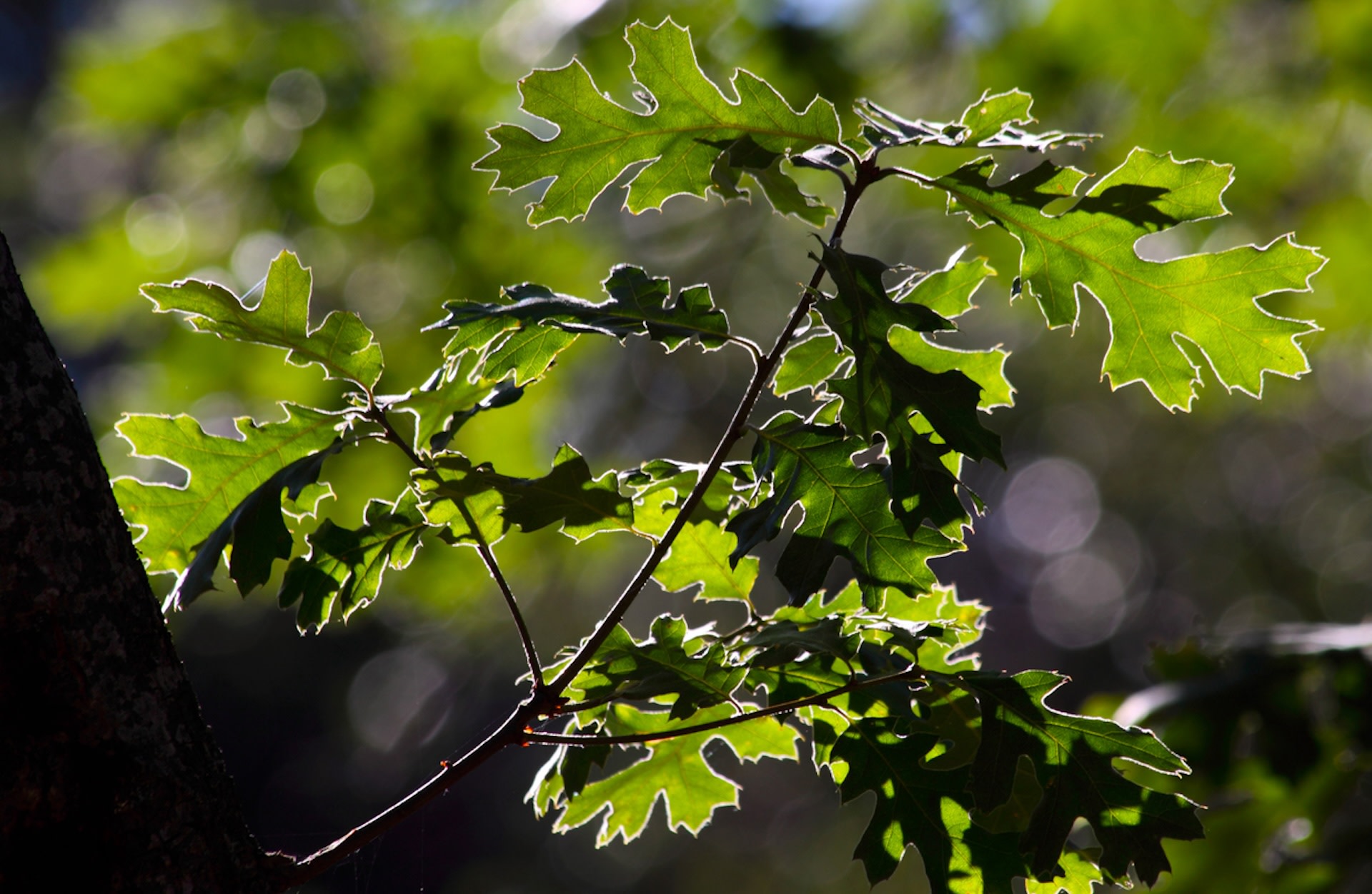 "If the black oak disappears, the fungi also do, and if the fungi disappear, so will the oaks."